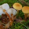 Cystoderma amianthinum, Amianth-Körnchenschirmling